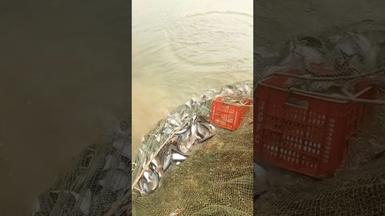 Fish video 