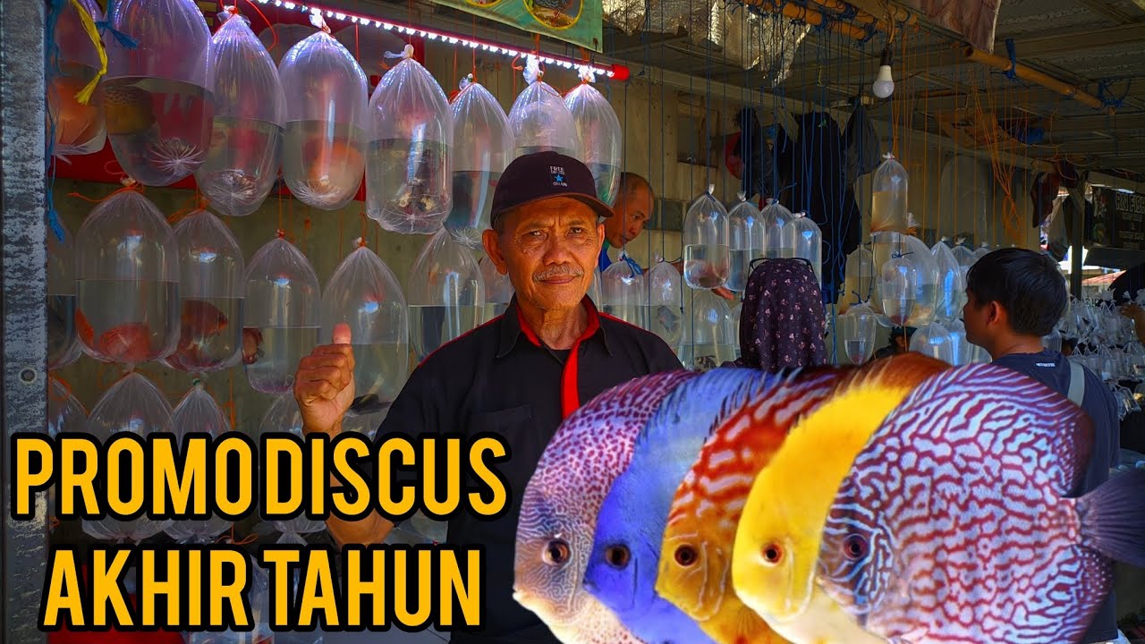 UPDATE HARGA IKAN DISCUS !! AKHIR TAHUN 2025 !! PASAR IKAN HIAS PARUNG