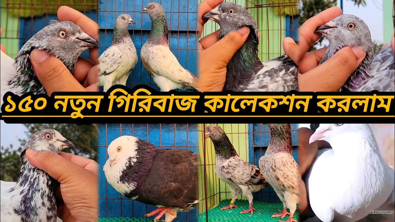 #৩৫০ টাকা পিস গিরিবাজ কবুতর কিনুন শাওন ভাইয়ের কাছ থেকে #৳%@
