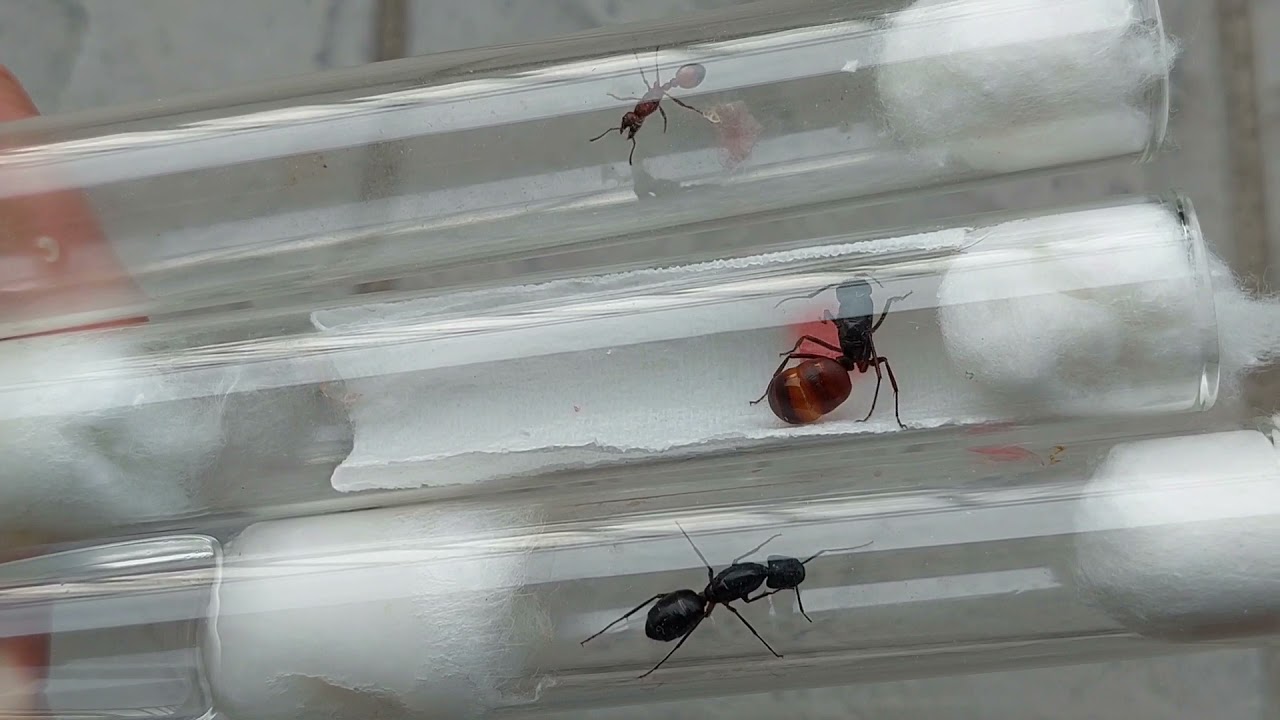 Manica rubida (Germany) vs Camponotus US-CA02 (California, USA) vs Camponotus fellah (Israel) 29.09