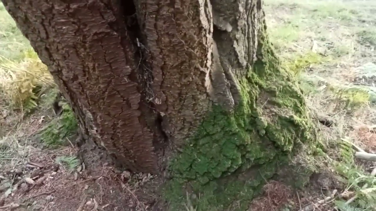 phaeolus shwienitzii tree hazard risk assessment