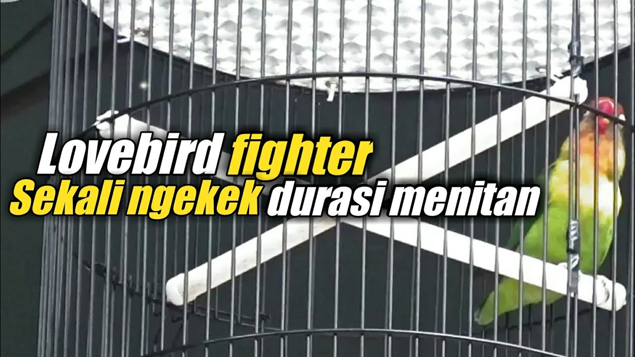 Lovebird fighter sekali ngekek durasinya menitan