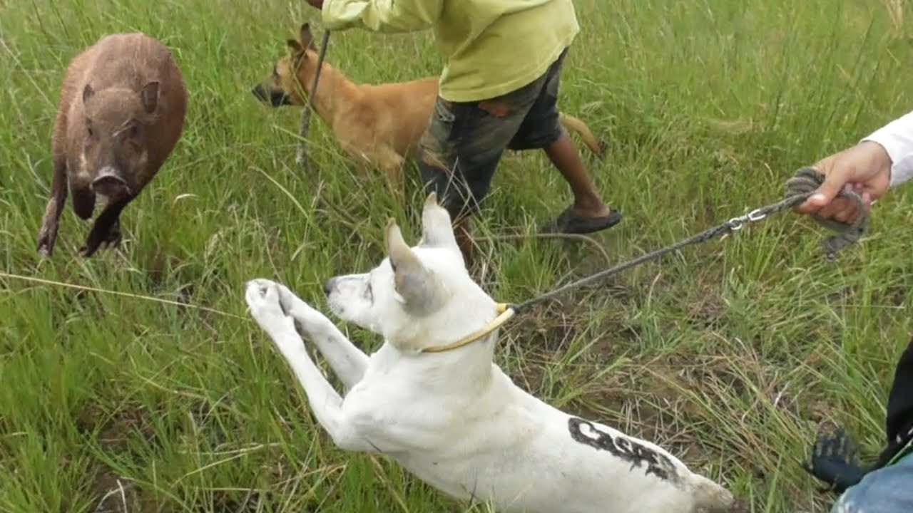 Hama babi mencoba sembunyi dari kepungan || Buruan Lurah Aia Masin