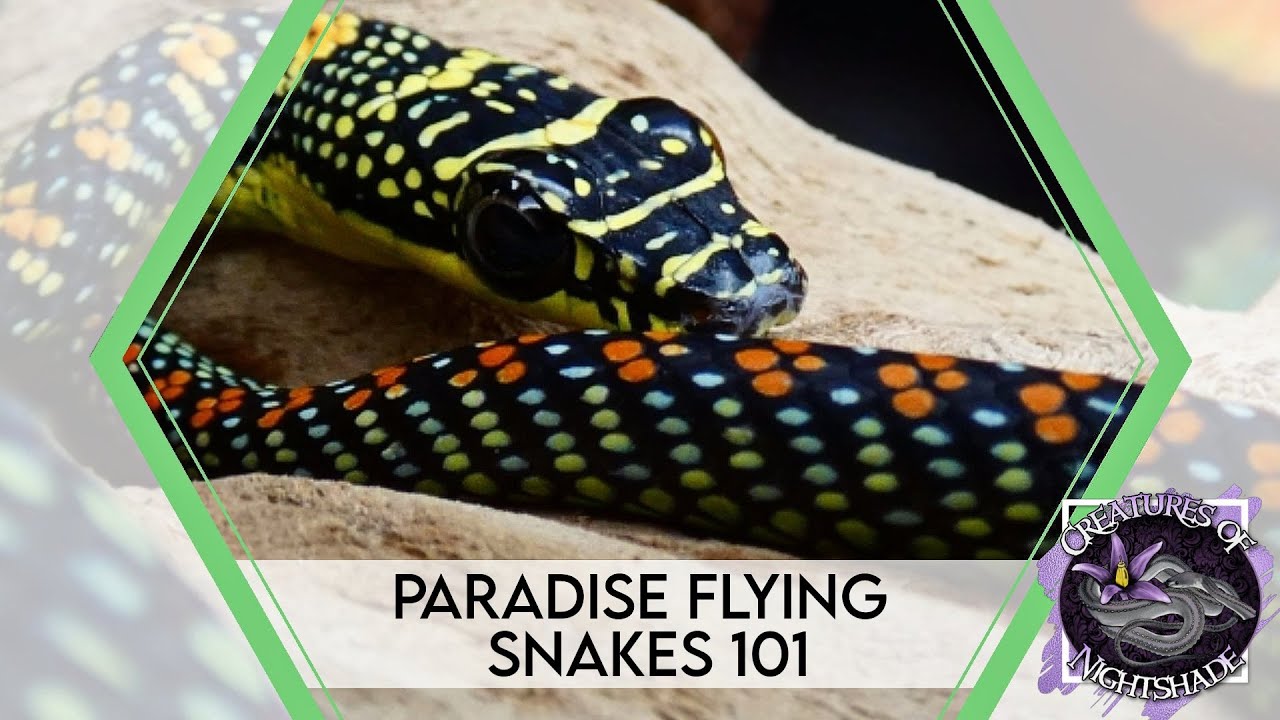 Paradise Flying Snakes 101 | Care Guide | Creatures of Nightshade