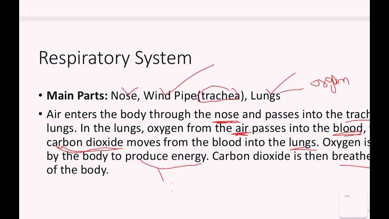 Plants and Animals' Organ systems 