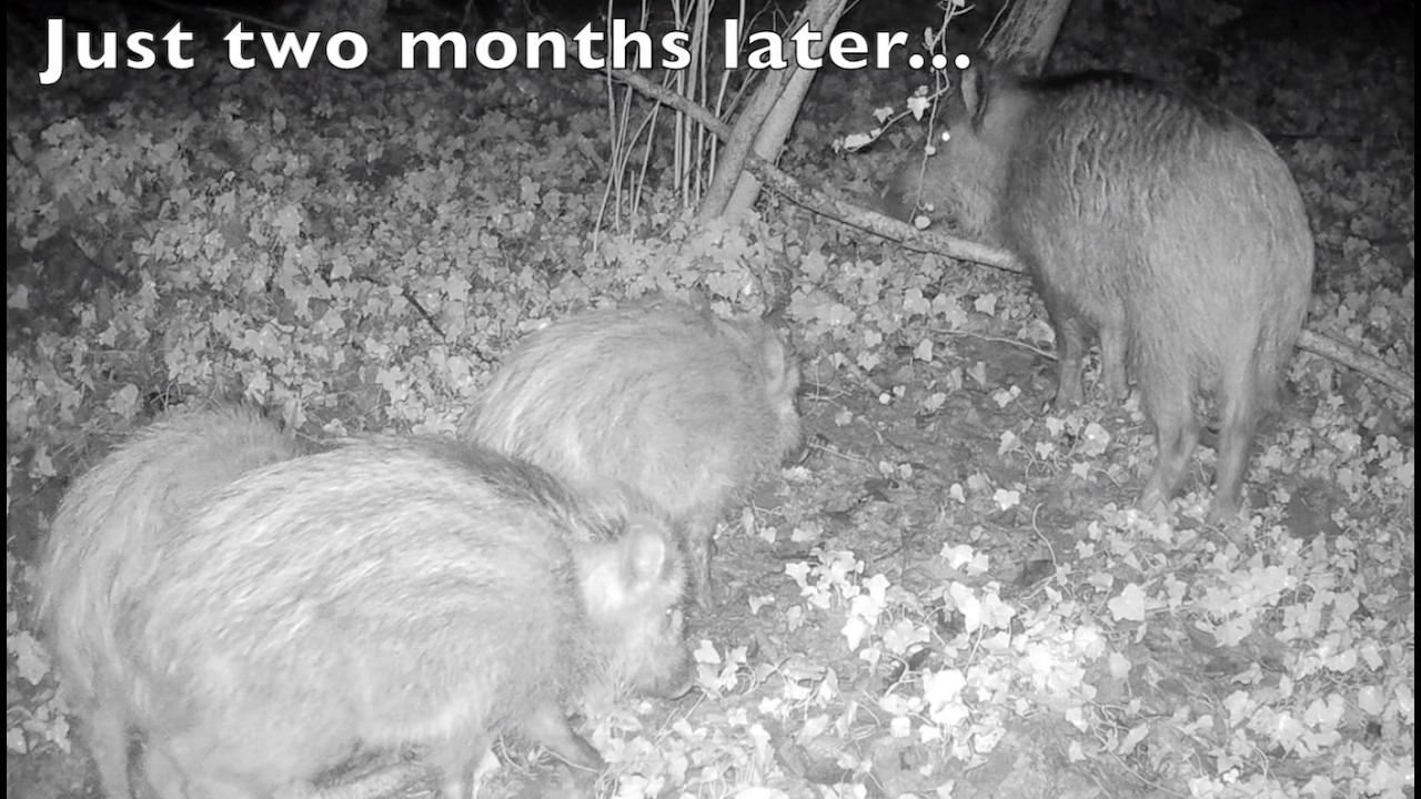 Baby wild boar--look how they've grown!