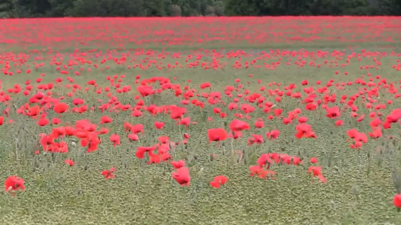 In Flanders Fields