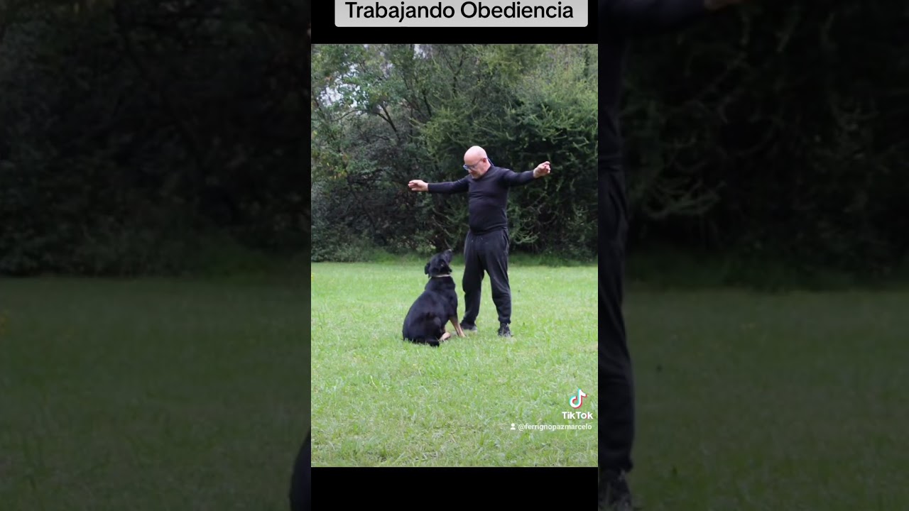 Trabajando obediencia