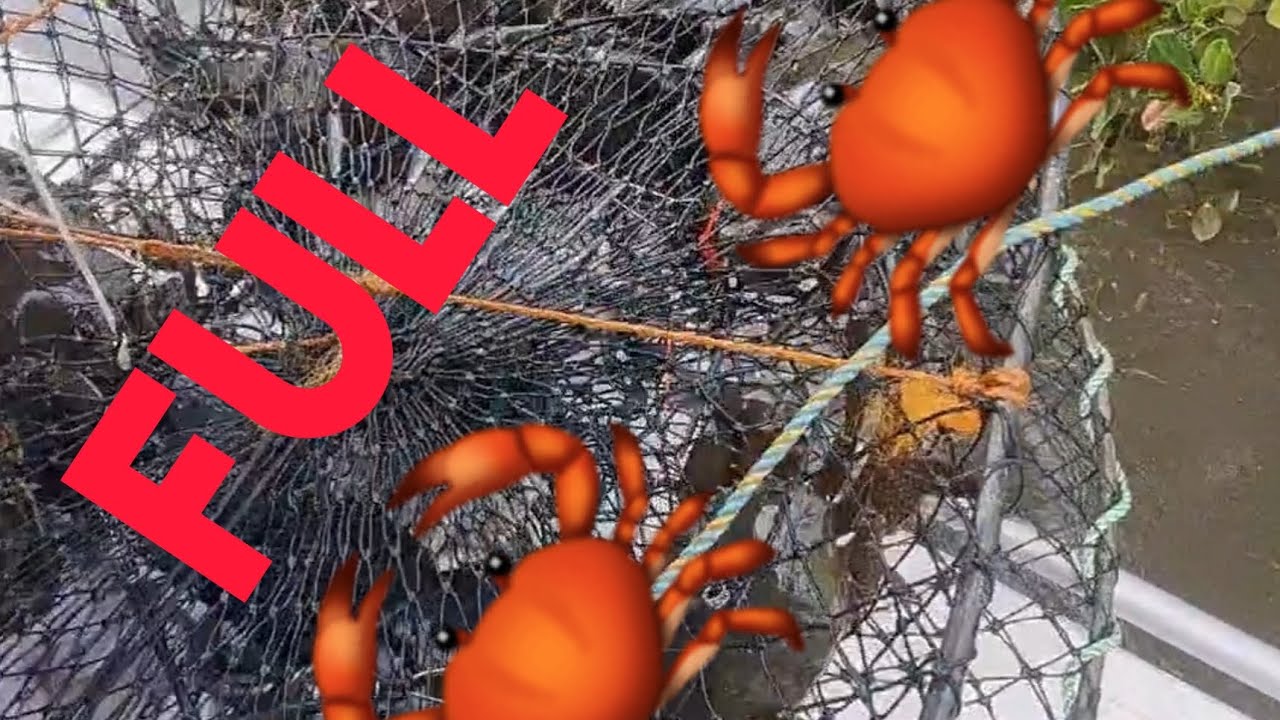 Crazy Mud Crab Session in the Sandy Straits