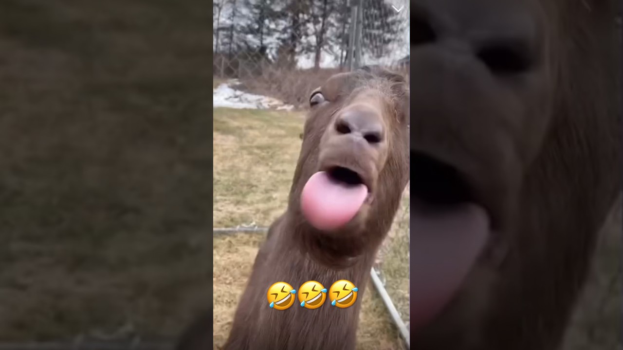La cabra loca 🤣  #shortvideo #humor # risas #comedy #funny
