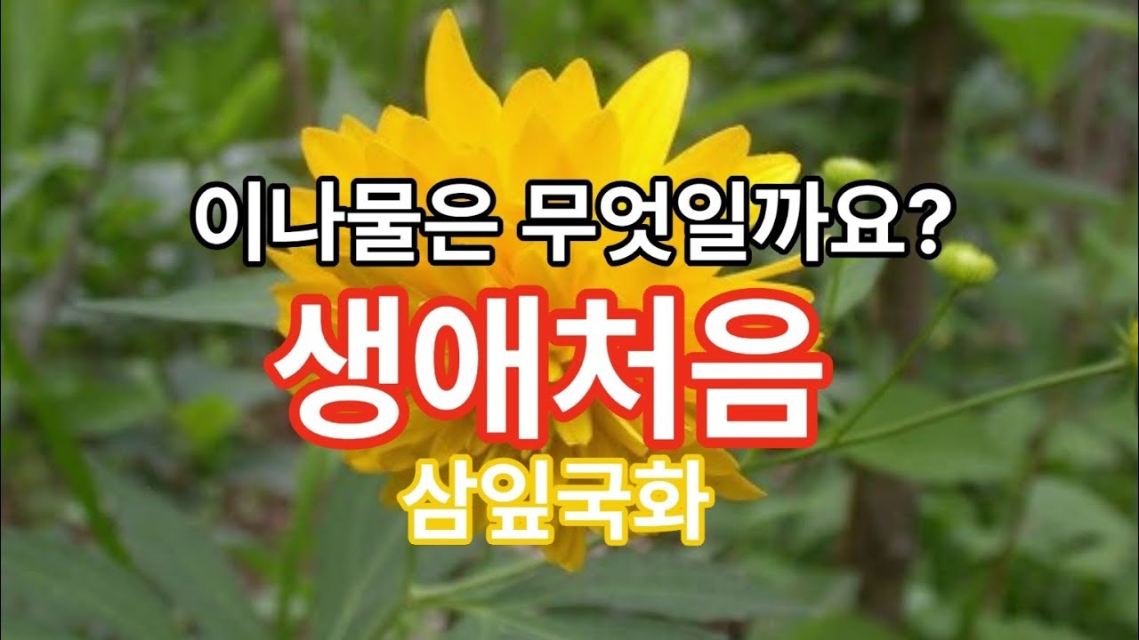생애처음 먹어보는 이나물은 무엇일까요?#삼잎국화#나물무침