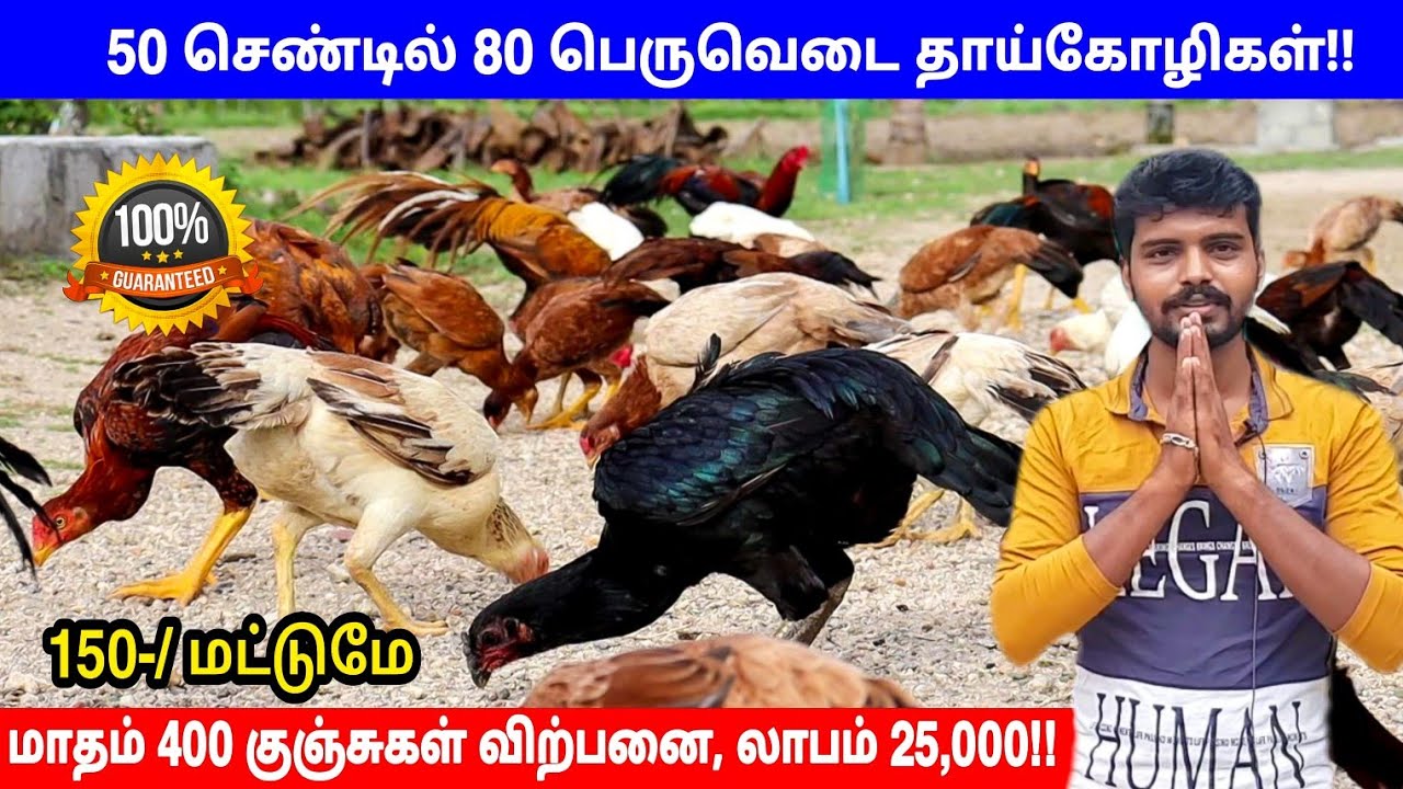 150 ரூபாய் -தூய பெருவெடை நாட்டுகோழி குஞ்சுகள் விற்பனைக்கு-Farm Vlog|25000 மாத வருமானம் வரும் தொழில்