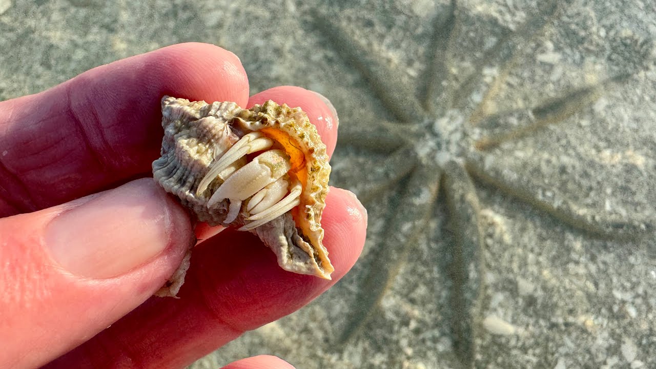 Robb’s Friday Morning Beach Walk at Delnor-Wiggins in North Naples, Florida | February 27, 2026