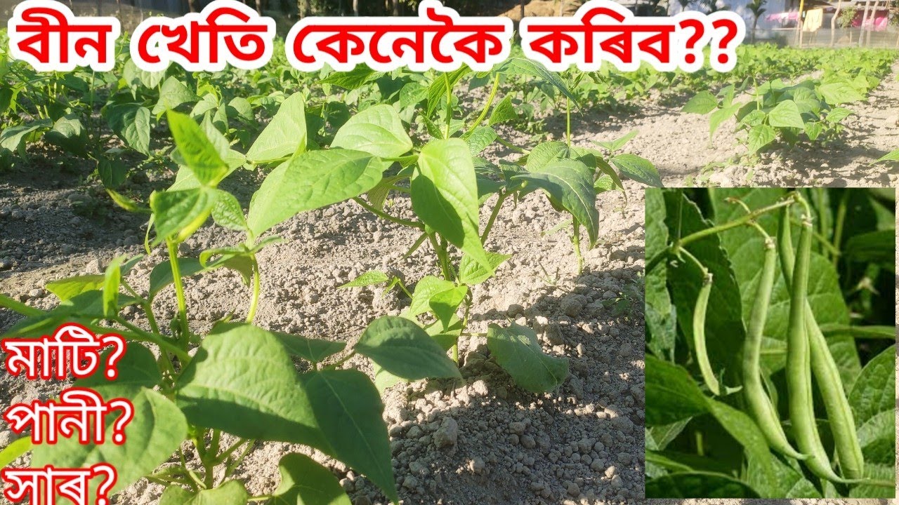 বীন খেতিৰ কৃষি পদ্ধতি||BEANS FARMING PROCESS IN ASSAM||