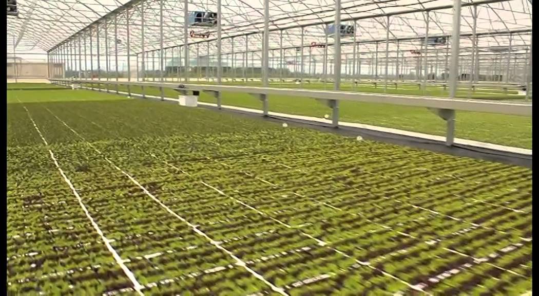 Piantine da orto Ortomio - Show Garden
