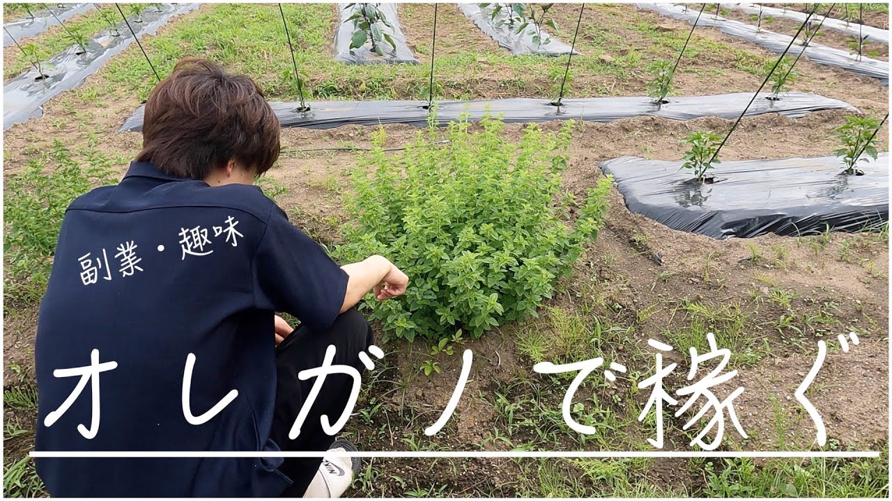 【副業・趣味】オレガノで稼ぐ