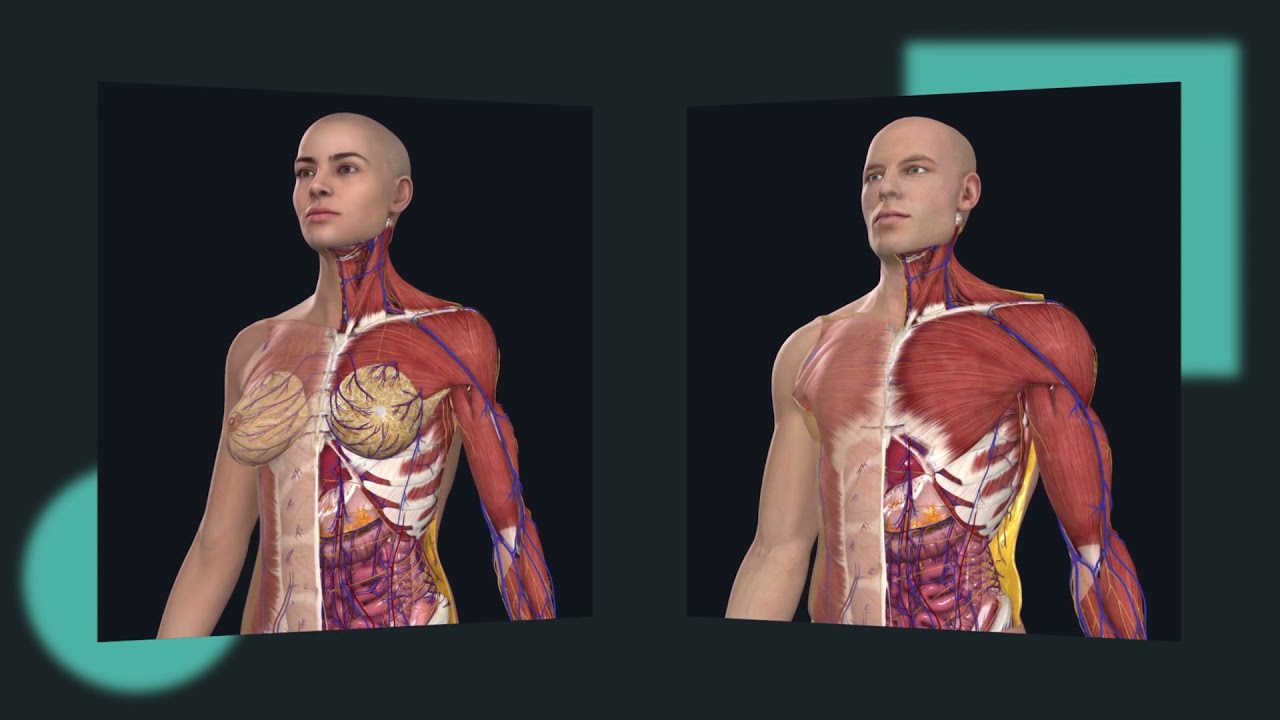 Introducing the full Female model: Complete Anatomy 2022