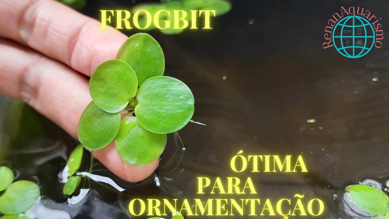 Frogbit uma planta de superf&iacute;cie ornamental.