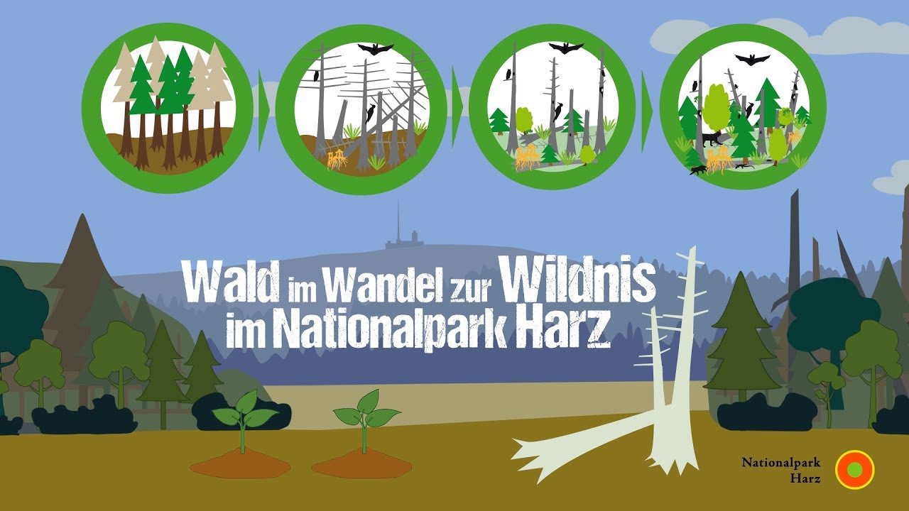 Wald im Wandel - Die R&uuml;ckkehr der Wildnis im Nationalpark Harz