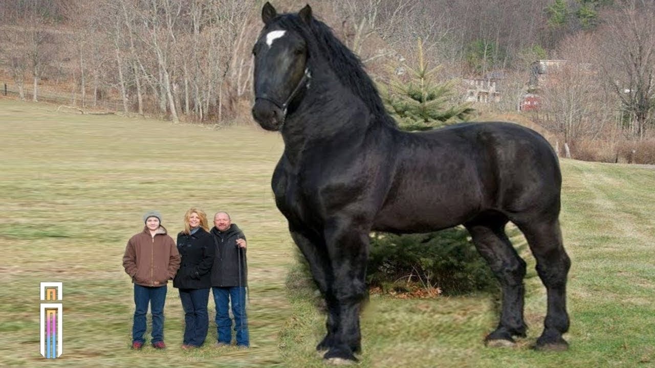 5 LARGEST Living Horse Breeds In The World!