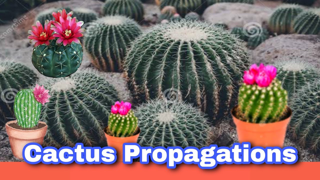 Domino Cactus Propagations / The Explorer's Music Tv