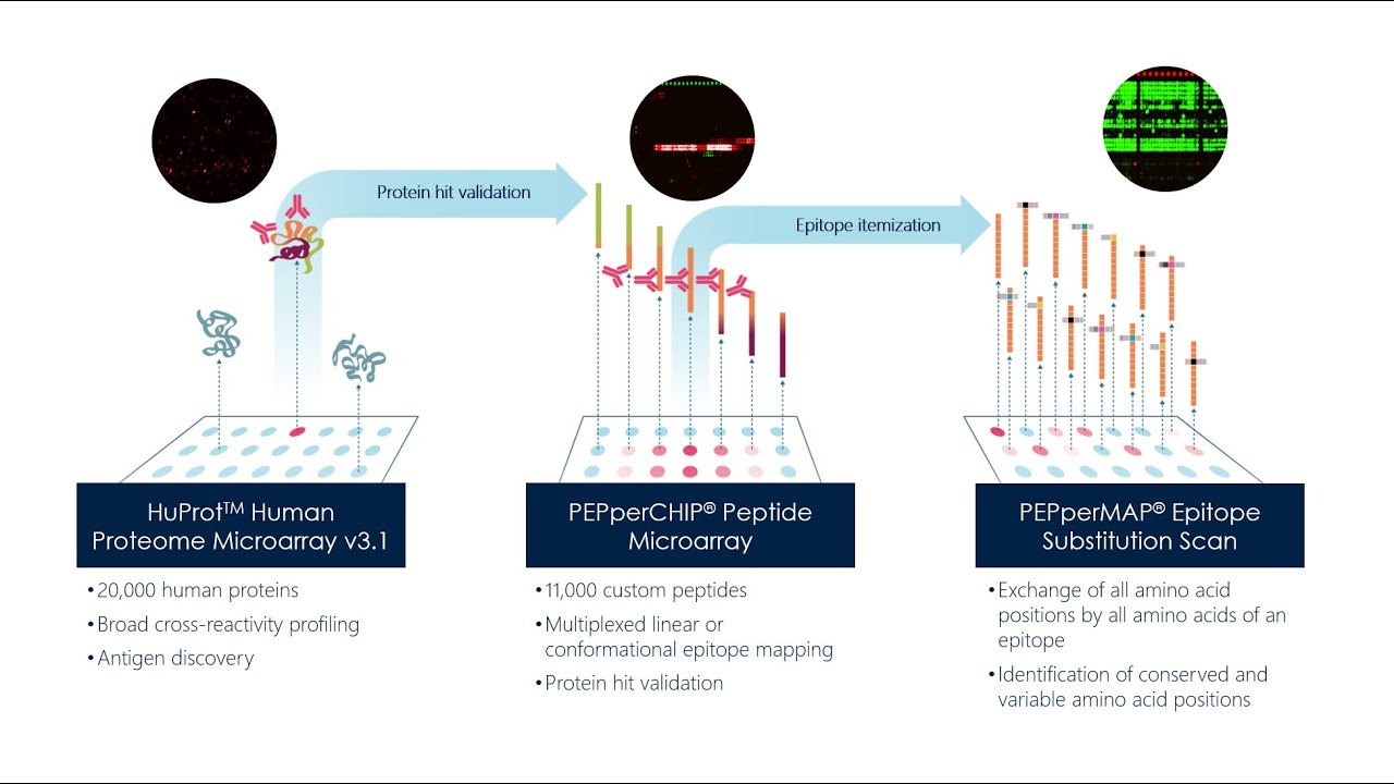 Antibody Validation and Antigen Discovery by Combining Protein and Peptide Micorarrays