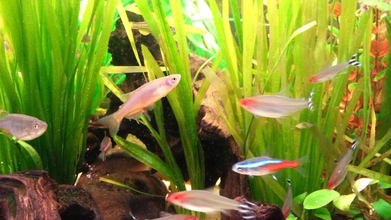 danio not swimming properly?