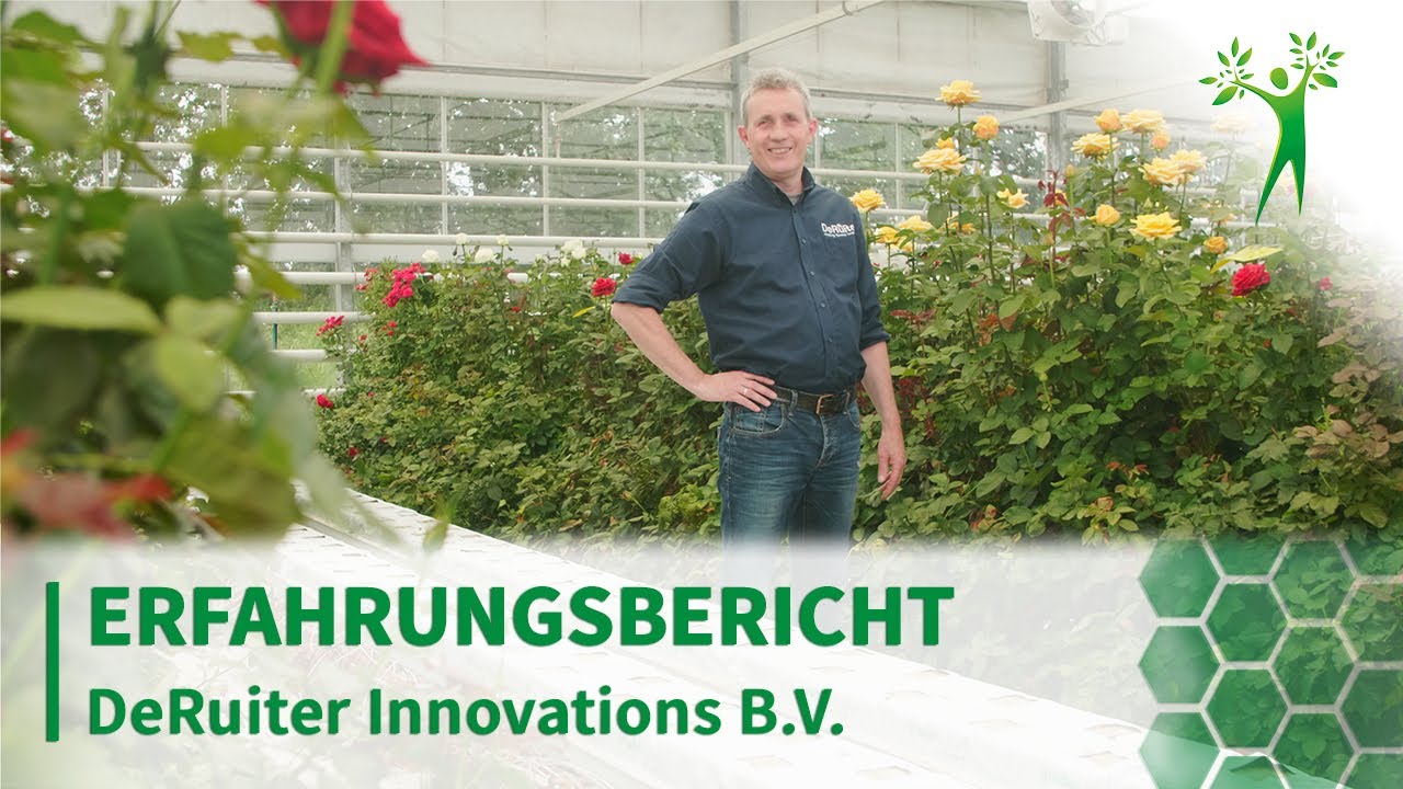 30% mehr Blüten bei den Rosen von deRuiter