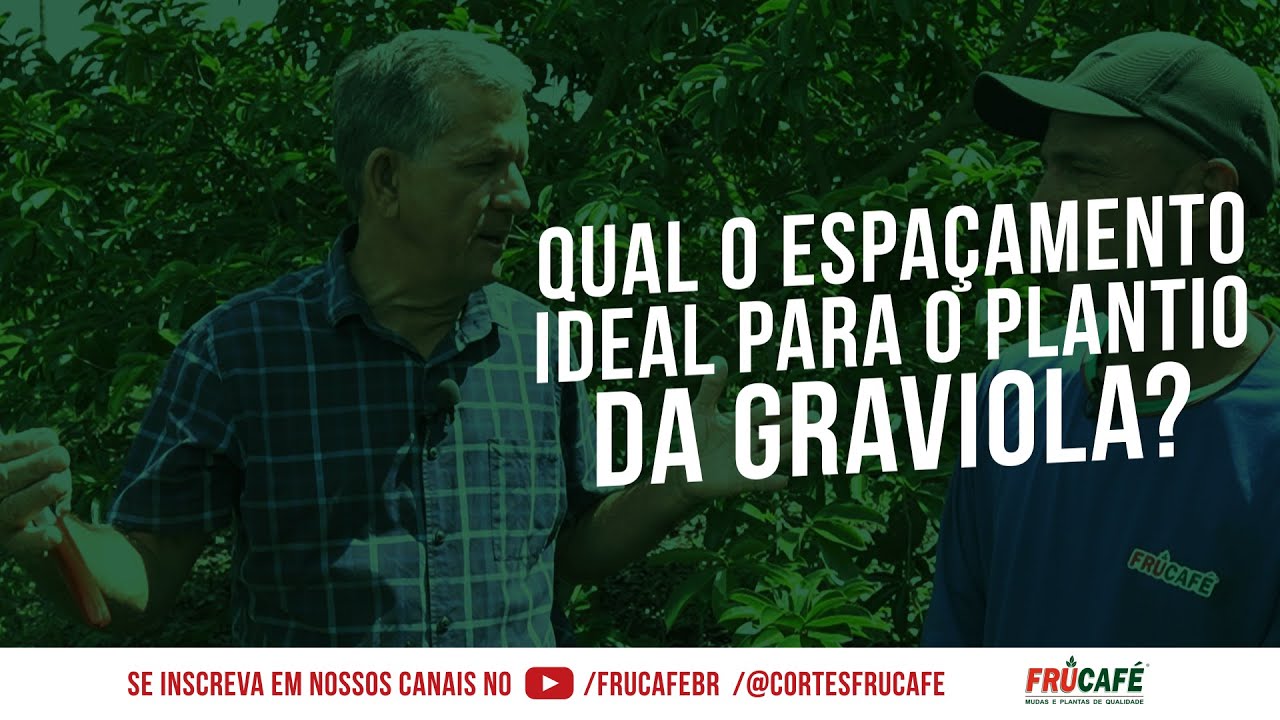 Qual &eacute; o Espa&ccedil;amento Ideal para o Plantio de GRAVIOLA?