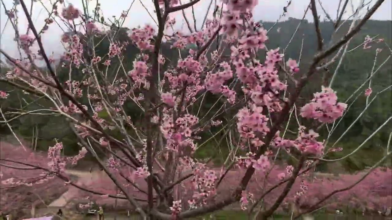20260225花況 第一次來雲林的草嶺石壁櫻花季  意外的漂亮耶  #櫻花季  #Cherryblossoms #taiwan #flowers 