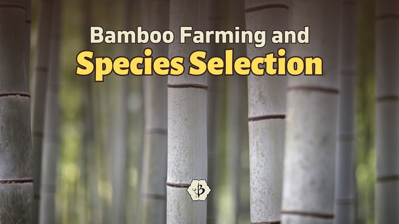 Bamboo Farming and Species Selection