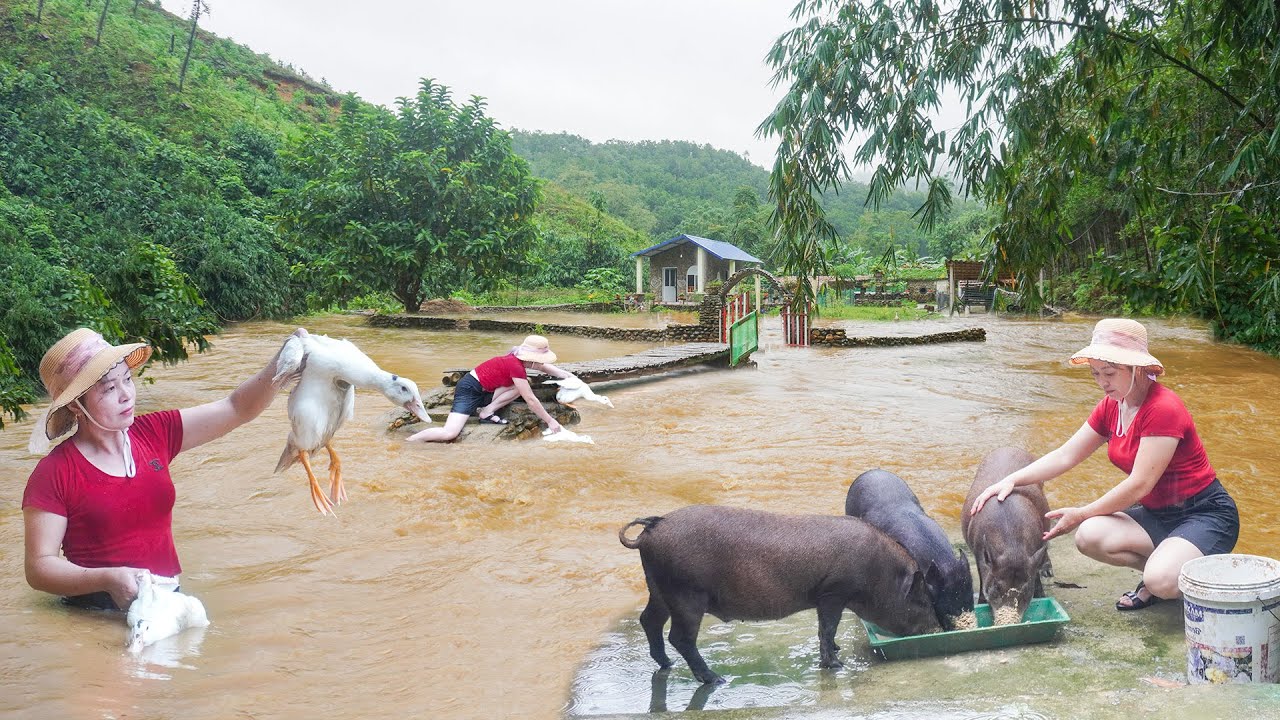 Historic Floods Caused by Typhoon Yagi - Rescue Livestock and Poultry From Flood. Daily Farm