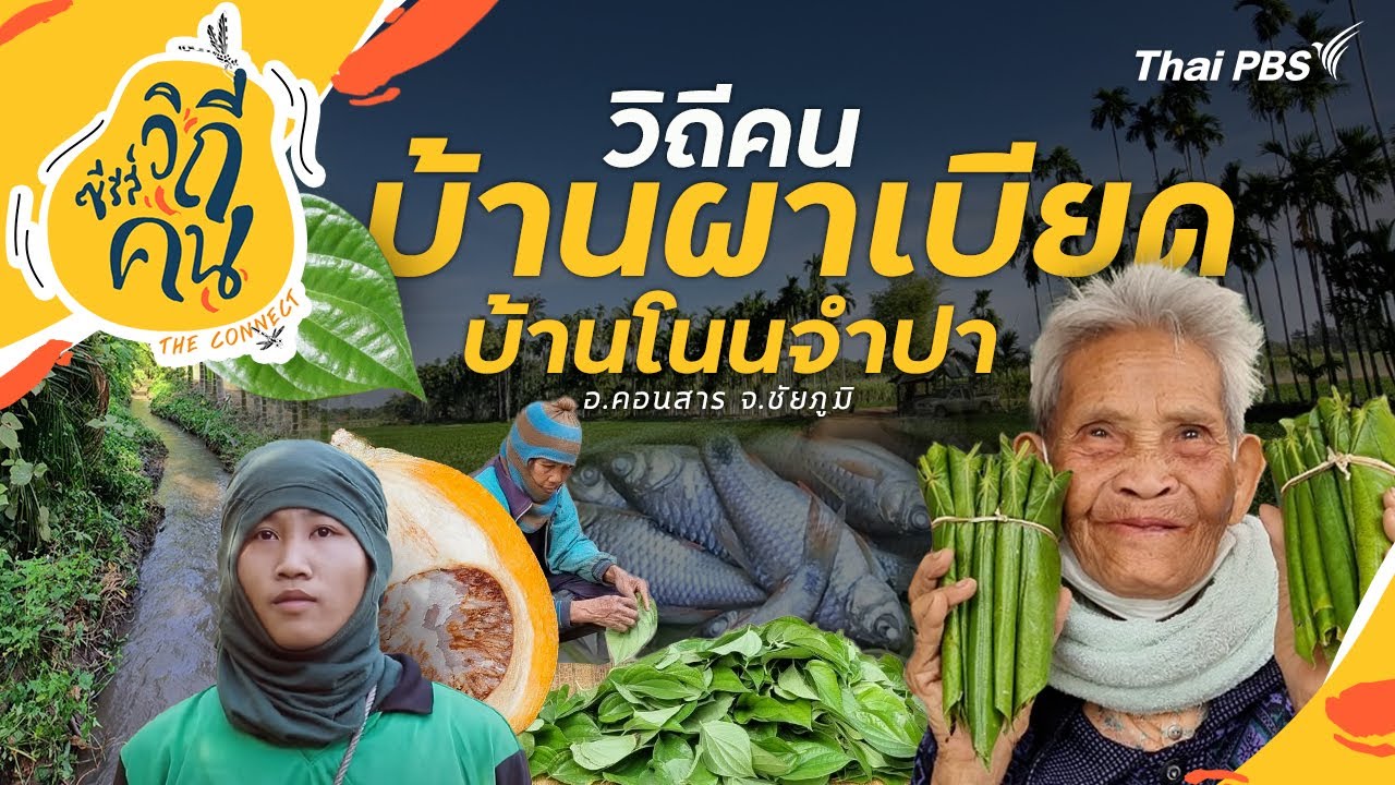 วิถีคนบ้านผาเบียด - บ้านโนนจำปา อ.คอนสาร จ.ชัยภูมิ | ซีรีส์วิถีคน