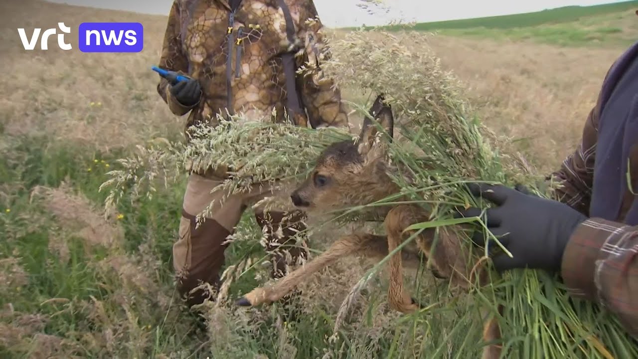 In de Vlaamse Ardennen worden pasgeboren reekalfjes met een drone gered van de maaidood