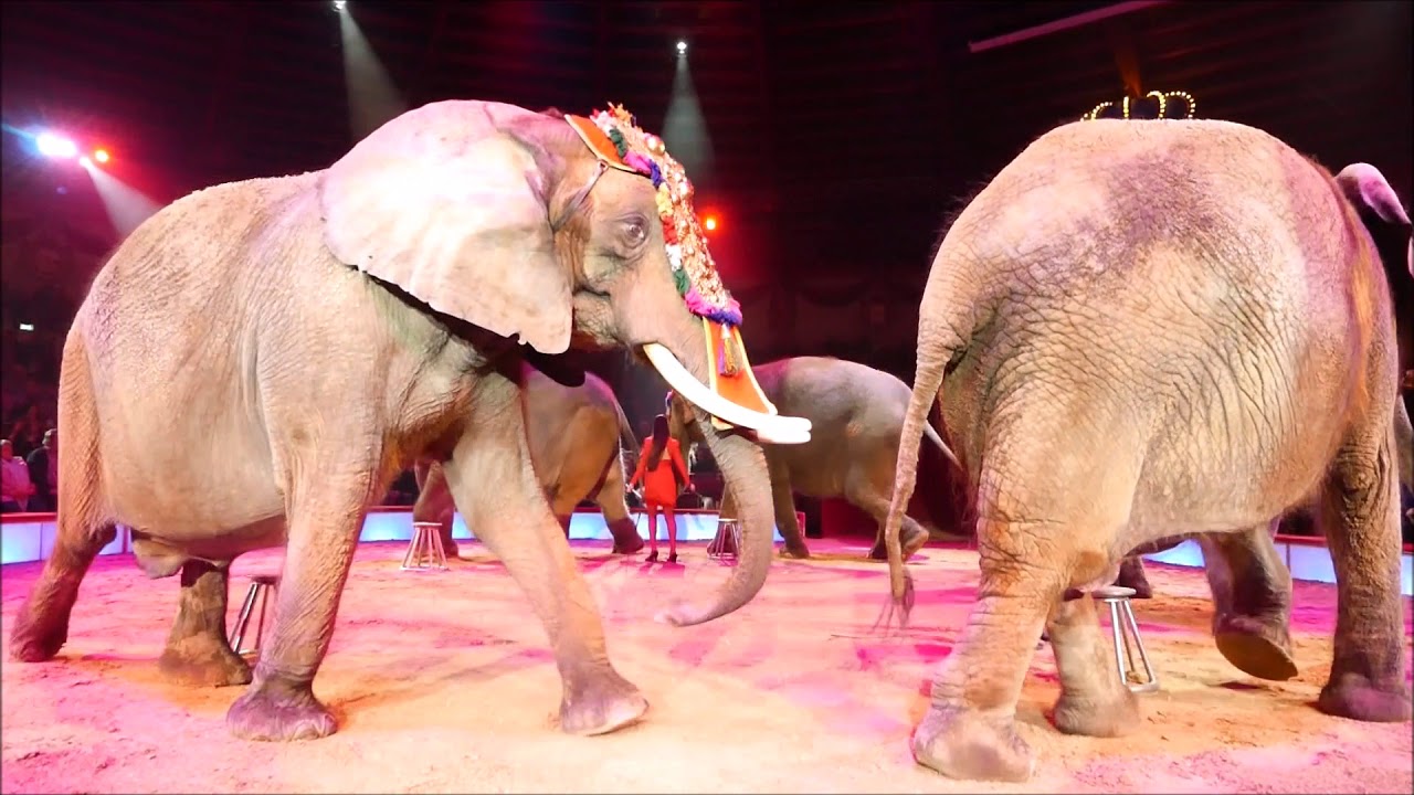 Circus Krone präsentiert vom 1.März bis 8.April sein drittes Programm 2018 Teil 2-8