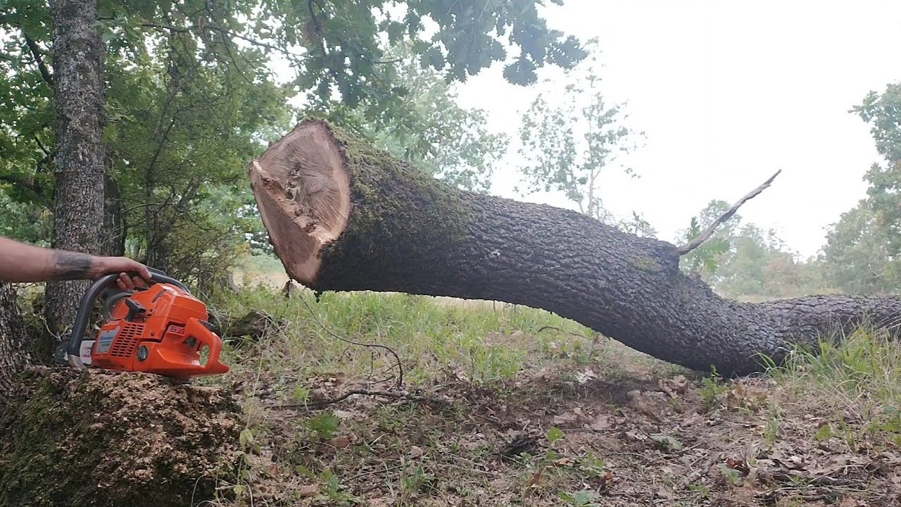 Falling & Bucking Oak Tree with Chainsaw Husqvarna 372xp _ AXEHOLE LOGGER 💪