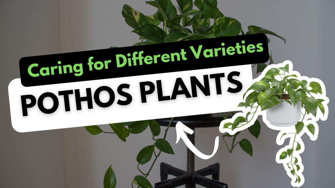 Pothos Plants: Identifying and Caring for Different Types