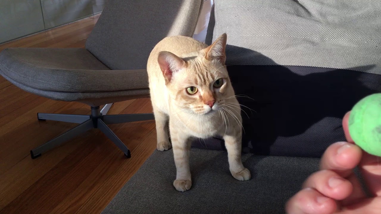 Bronson the Australian Mist cat playing fetch