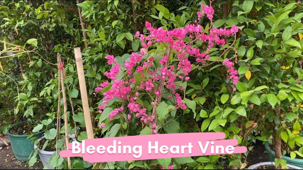 Bleeding Heart Vine (Pink variety)