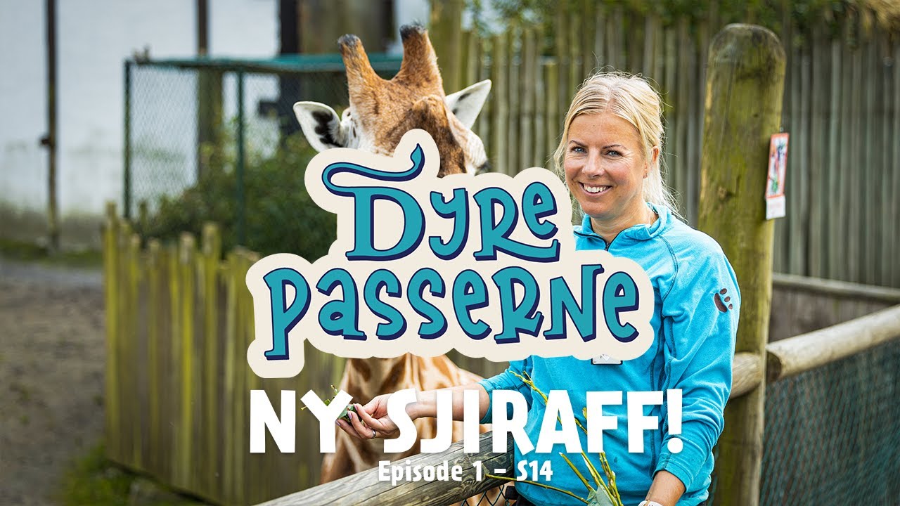 Ny sesong - ny sjiraff! Dyrepasserne S14E01