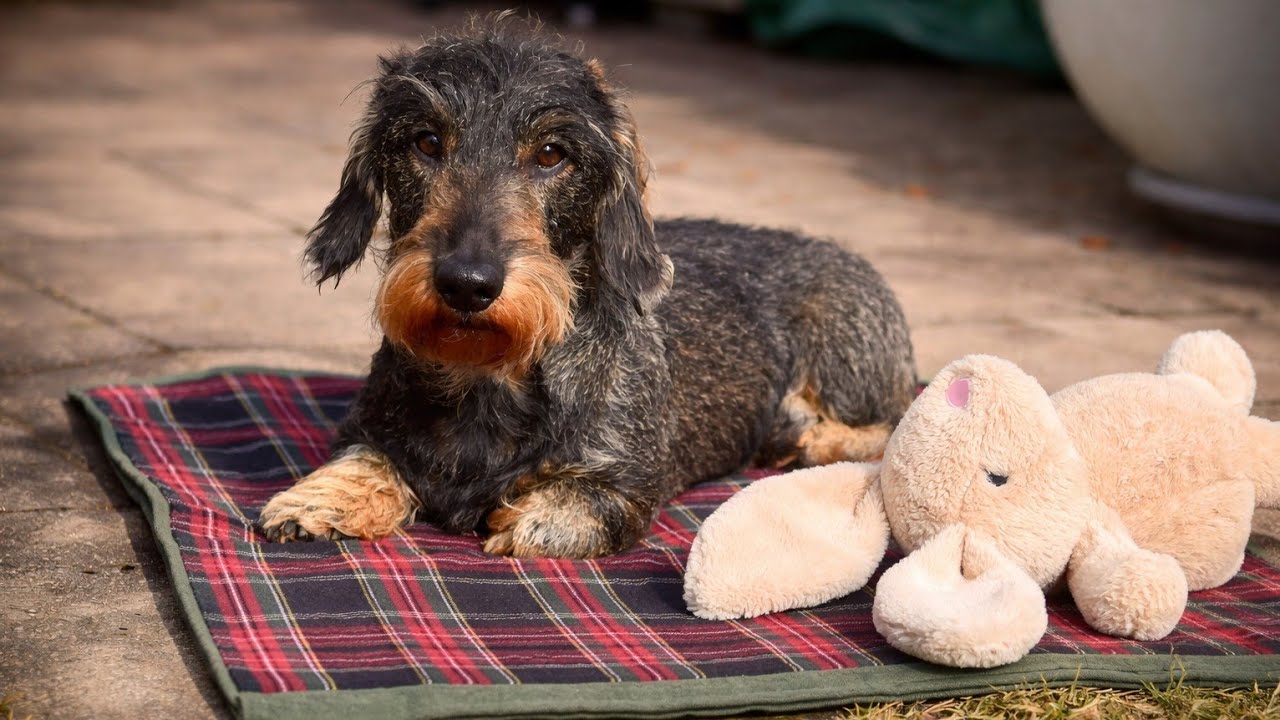 Teddy the Dachshund and the Forgotten Bunny 😂
