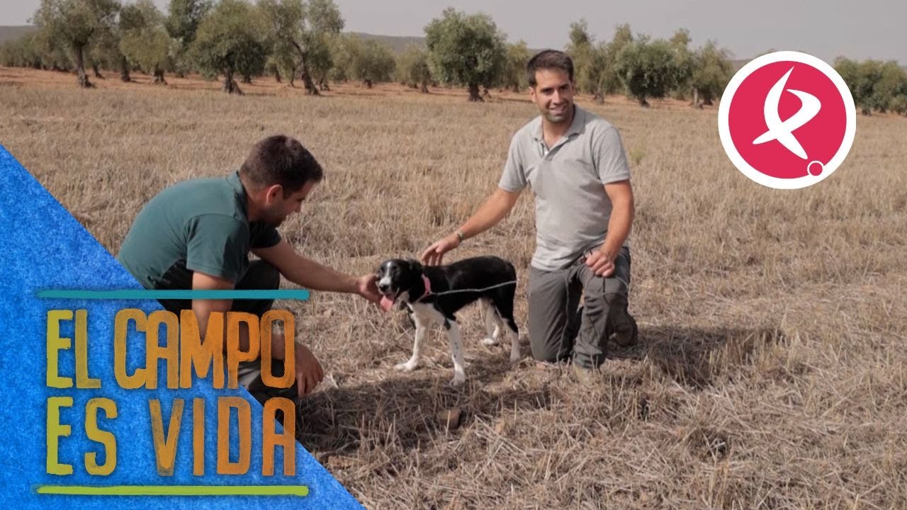 Los Mellis tienen nuevo perro carea al que enseñar a pastorear | El campo es vida