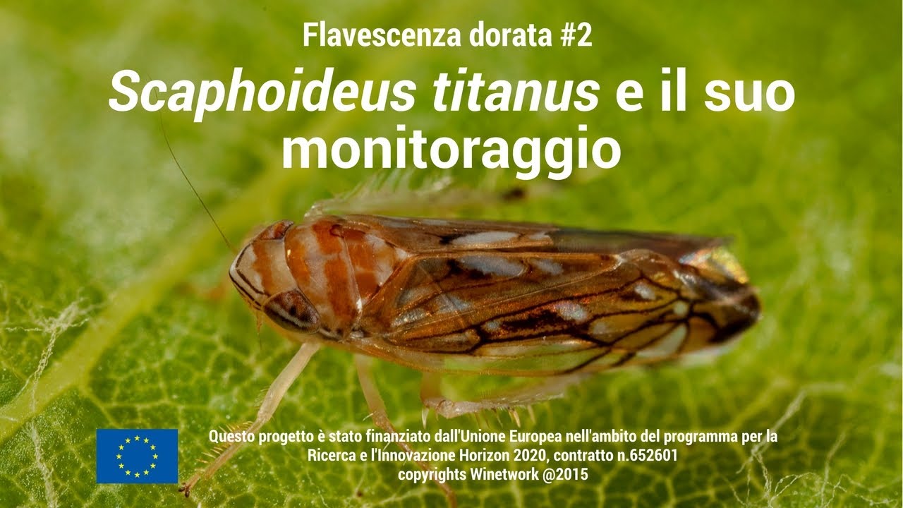Flavescenza Dorata #2 - Scaphoideus Titanus e il suo monitoraggio