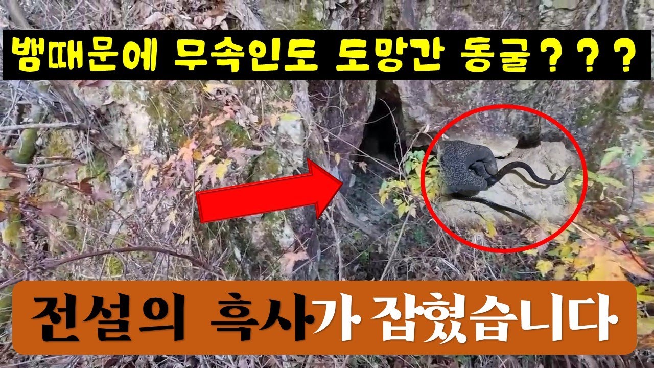 동굴에서 흑사를 발견했습니다[유혈목이의변종]
