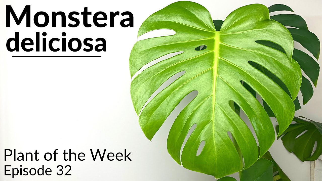 How To Care For Monstera deliciosa | Plant Of The Week Ep. 32