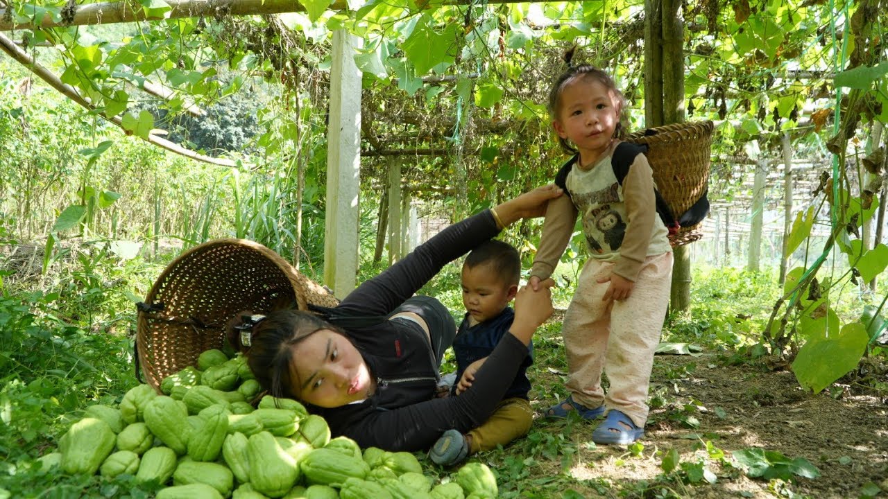 Harvesting giant chayote garden to sell at market - cooking nutritious porridge for children to eat