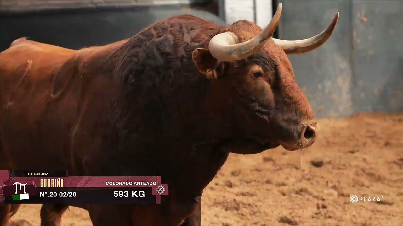 Sorteados los toros de El Pilar para la segunda corrida de toros de la Feria de San Isidro