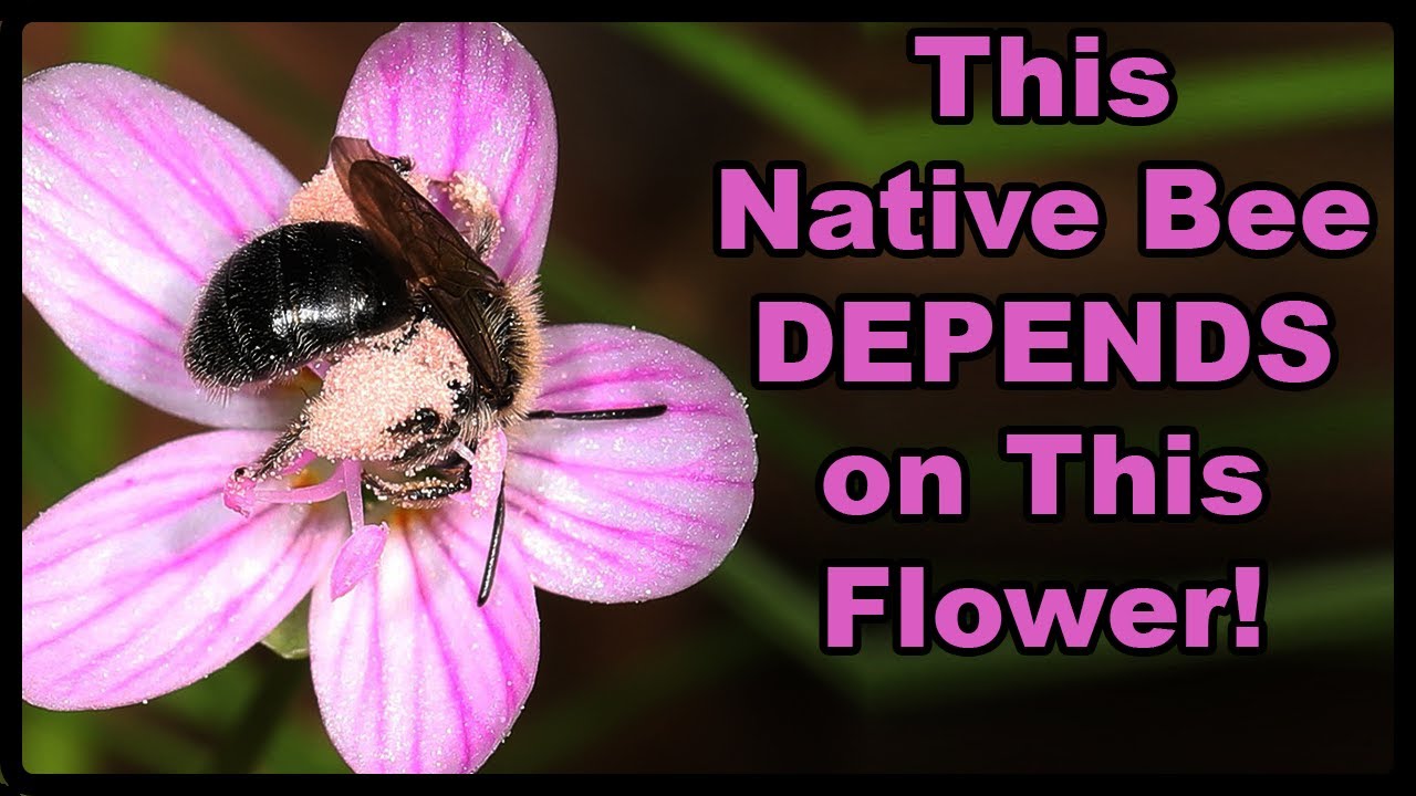 Discover an Edible Wildflower  Native Bees Depend On!