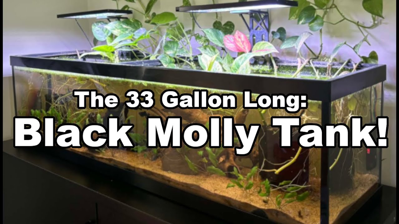 The Black Molly Tank! (33 Gallon Long Seapora Aquarium)