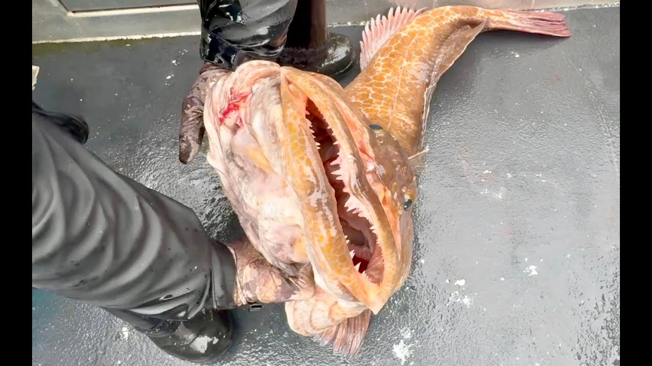 Гигантский LINGCOD в ХАЙДА-ГВАИИ, Британская Колумбия